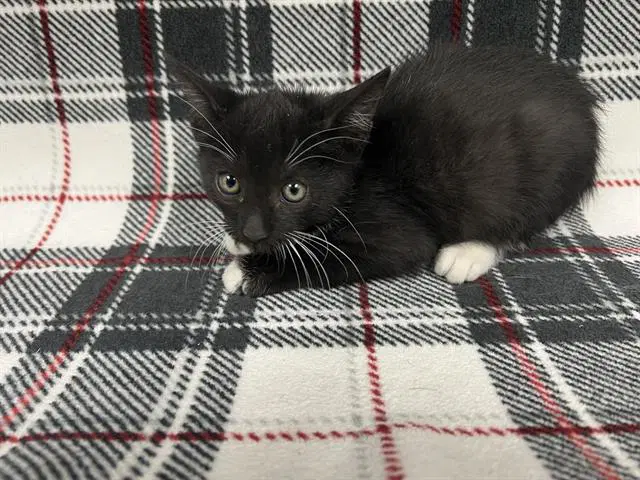 Unknown - Domestic Short Hair