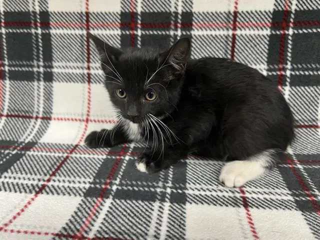 Unknown - Domestic Short Hair