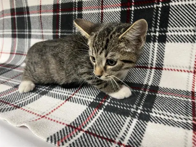 Unknown - Domestic Short Hair