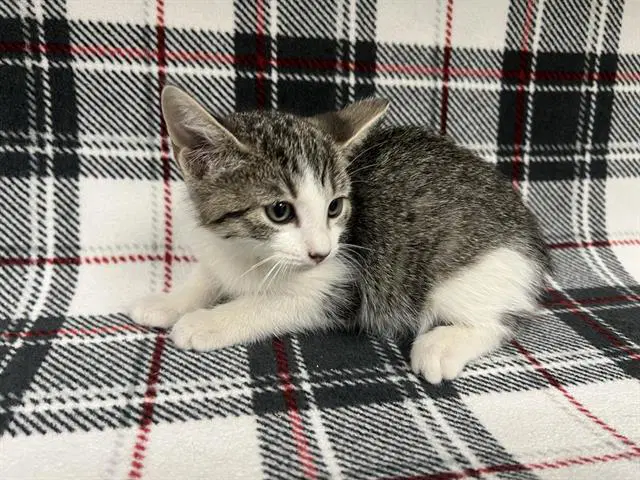 Unknown - Domestic Short Hair