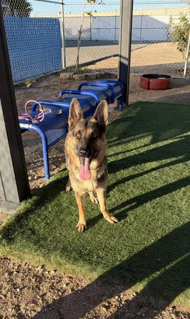 Zana - German Shepherd Dog