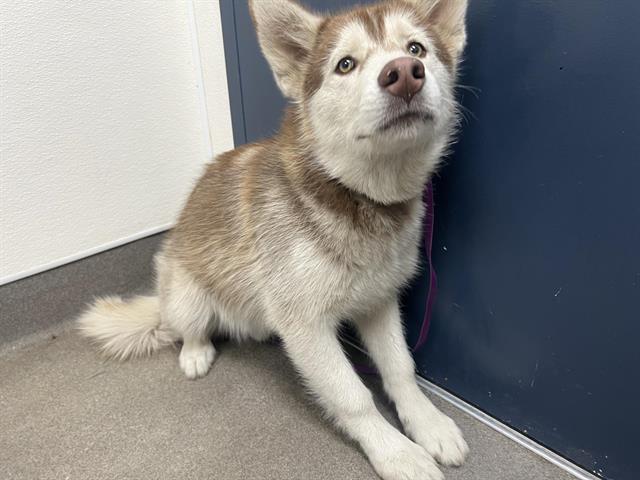 Kodiak
