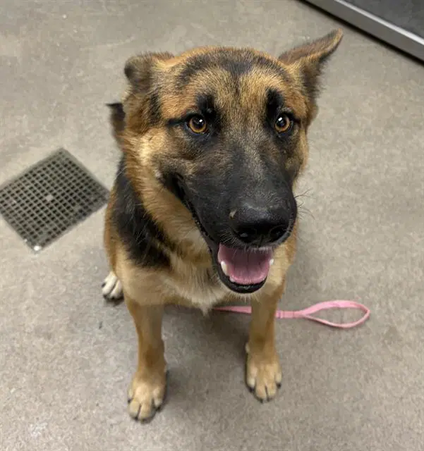 Max - German Shepherd Dog