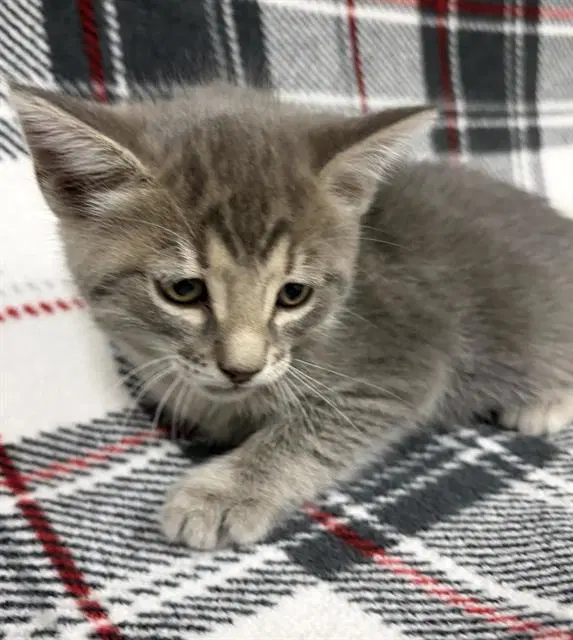Cinder - Domestic Short Hair
