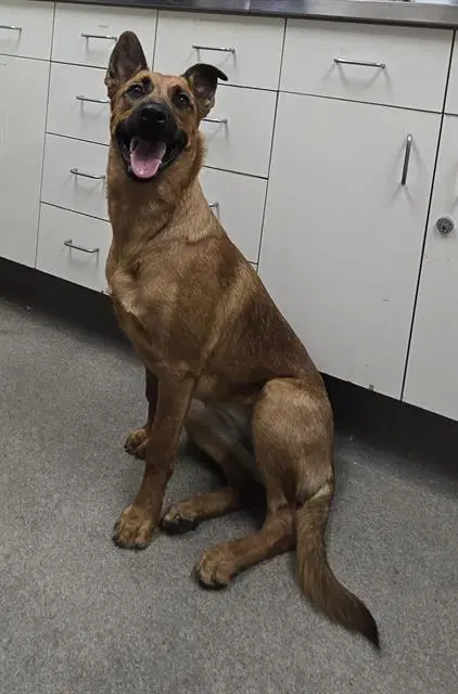 Unknown - German Shepherd Dog