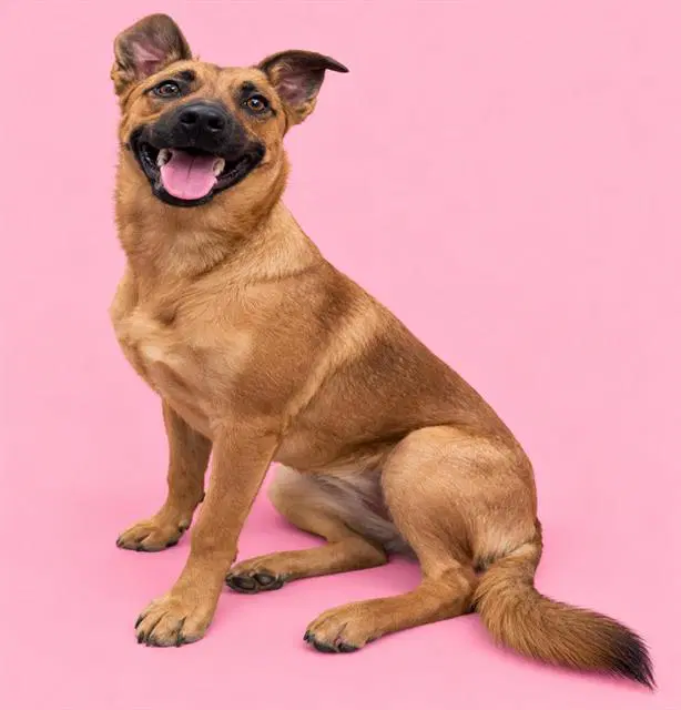 Unknown - German Shepherd Dog