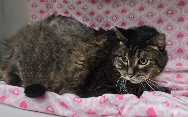 Mrbelvedere - Domestic Short Hair
