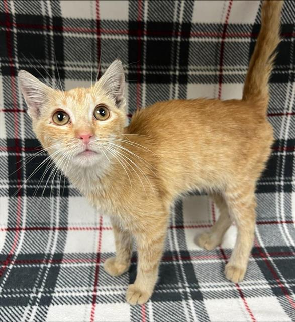 Toulouse Rescue Only