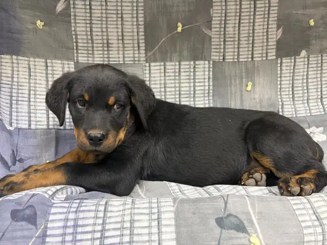 Unknown - Rottweiler