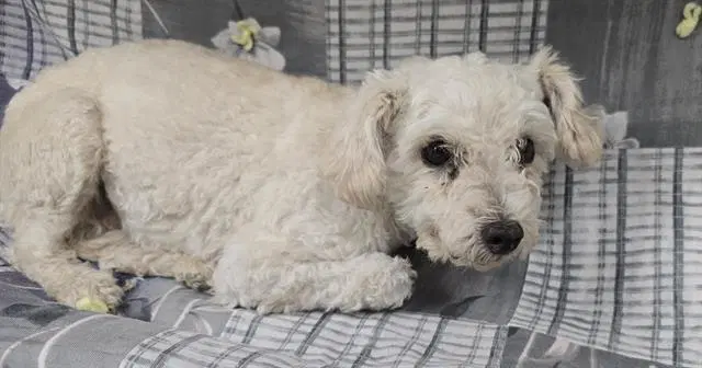 Unknown - Poodle (Miniature)