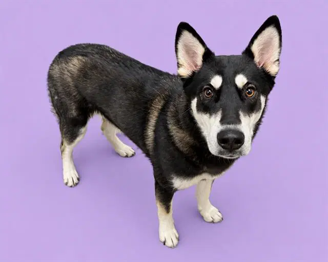 Moira - Siberian Husky