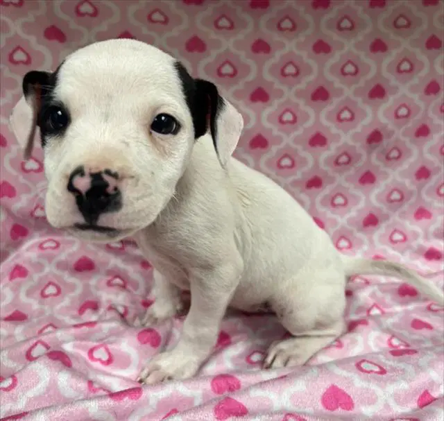 Bunny - Pit Bull Terrier