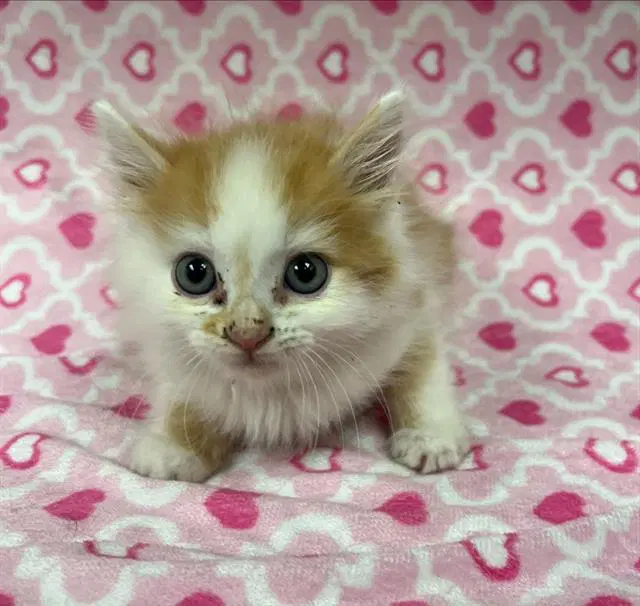 Mango - Domestic Medium Hair