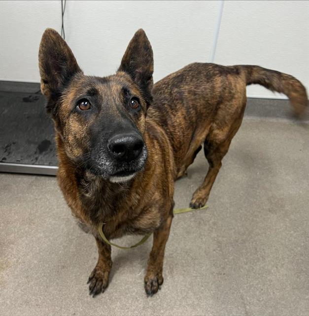 HANNAH (RESCUE ONLY)