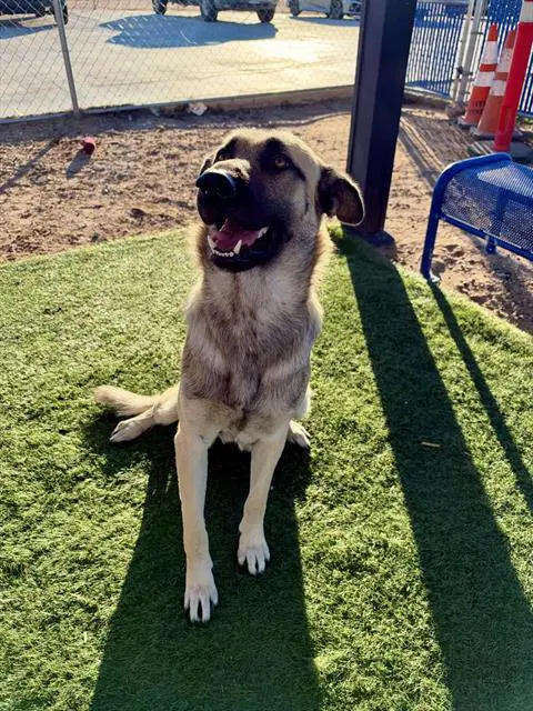 Charlie - Anatolian Shepherd