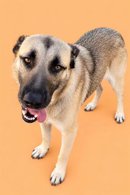 Charlie - Anatolian Shepherd