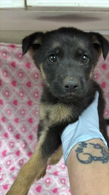 Rhianna - German Shepherd Dog