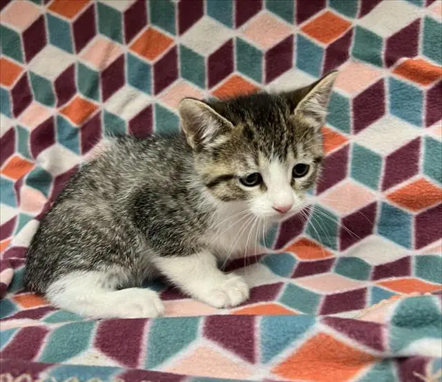 Oliver - Domestic Short Hair