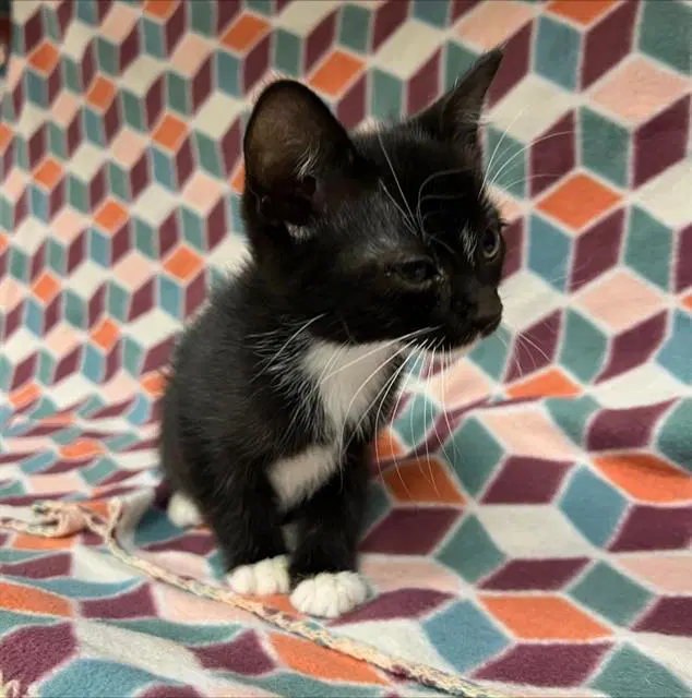 Oliver - Domestic Short Hair