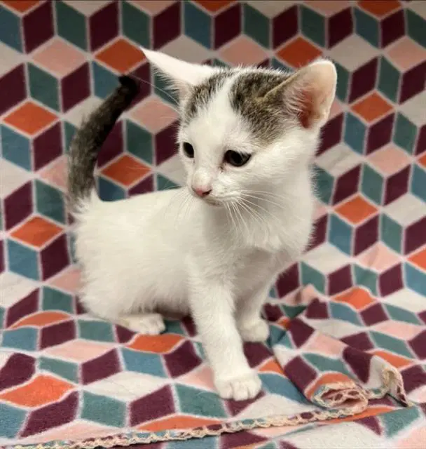 Oliver - Domestic Short Hair
