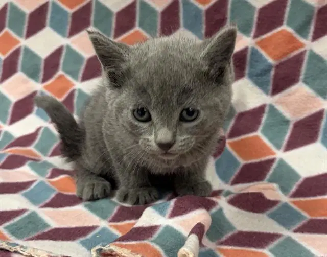 Felix - Domestic Short Hair