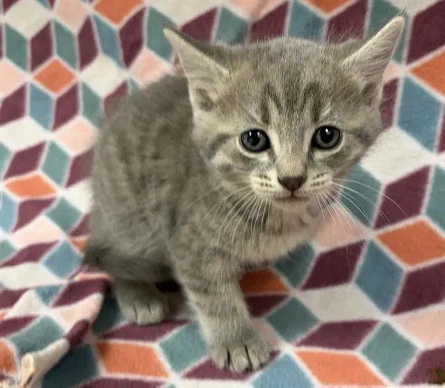 Luna - Domestic Short Hair