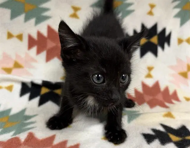 Salem - Domestic Short Hair