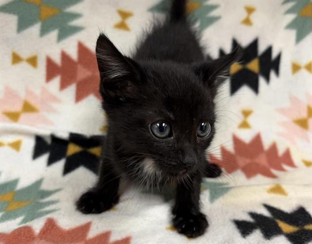 Salem