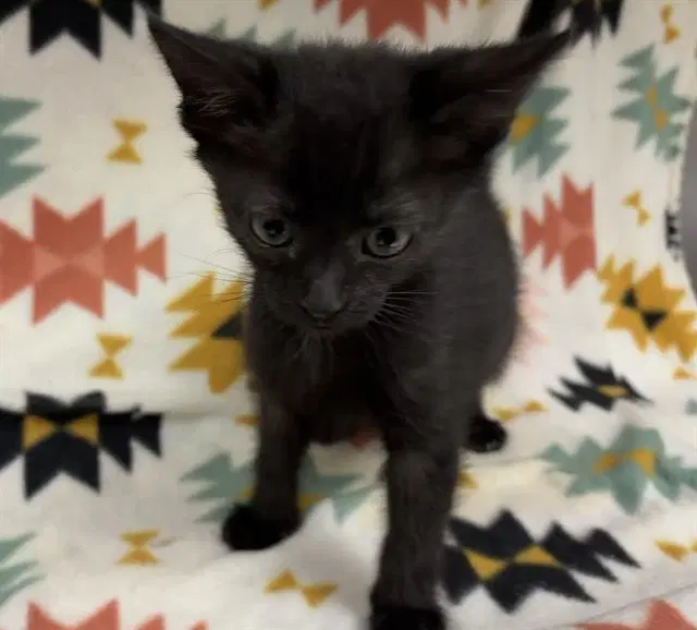 Wednesday - Domestic Short Hair