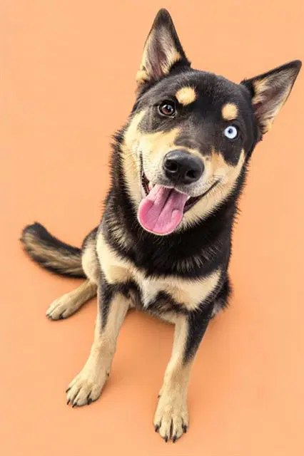Max - German Shepherd Dog