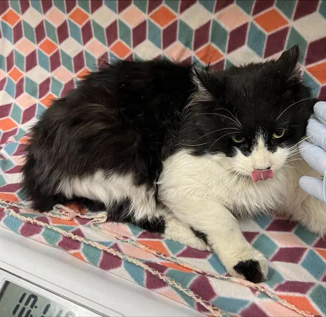 Porter - Domestic Long Hair