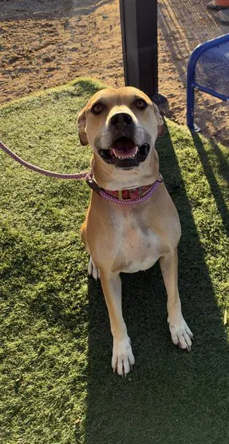 Unknown - Labrador Retriever