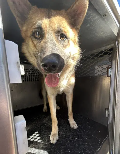 Thor - German Shepherd Dog