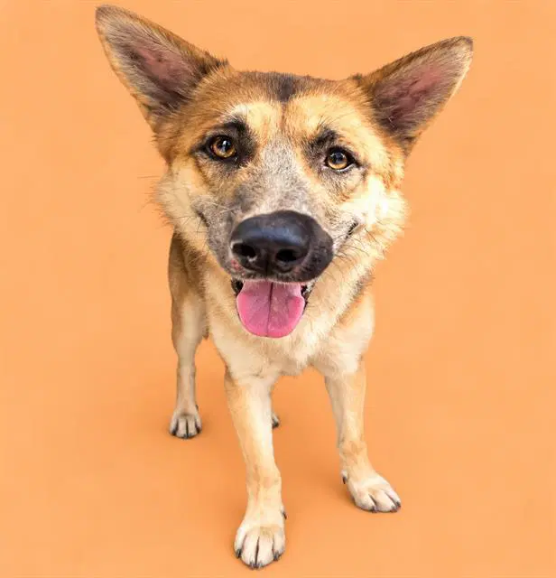 Thor - German Shepherd Dog