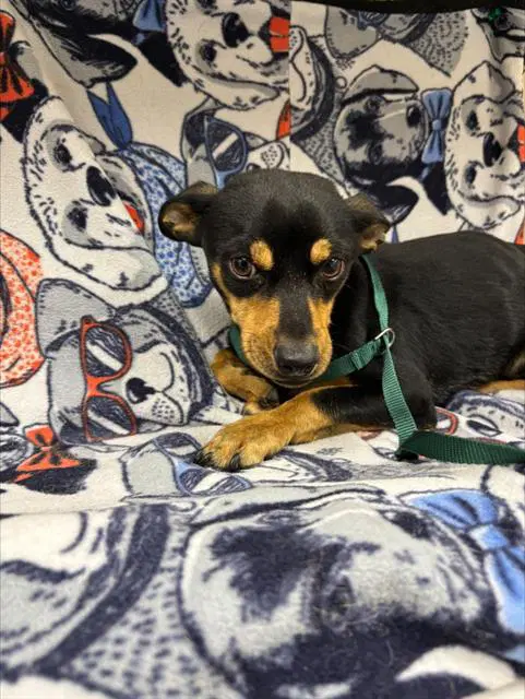 Sancho - Chihuahua