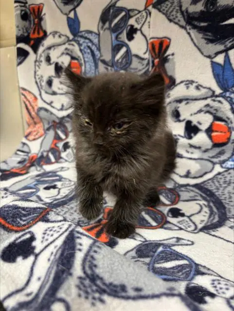 Milky Way - Domestic Short Hair