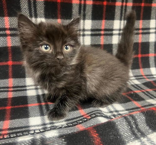 Milky Way, Domestic Medium Hair (medium coat)