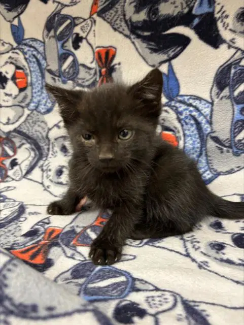 Twix - Domestic Short Hair