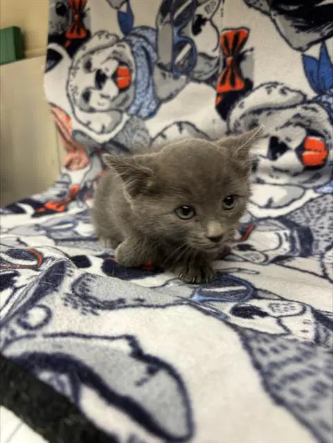 Twizzler - Domestic Short Hair
