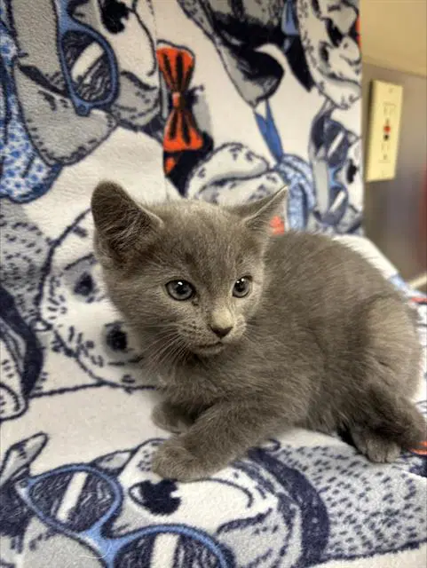 Butterfinger - Domestic Short Hair