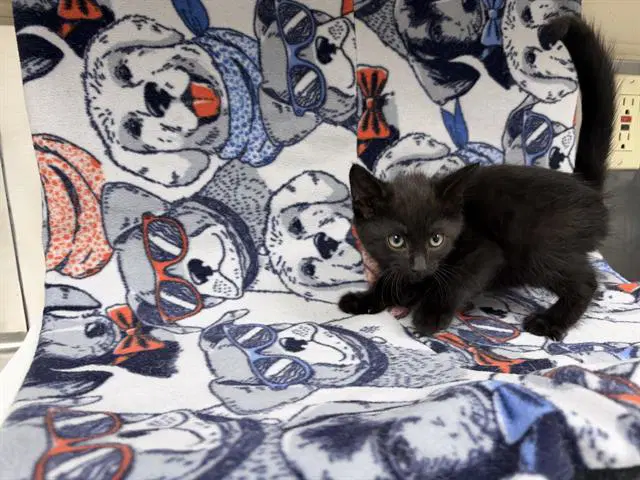 Reeses - Domestic Short Hair