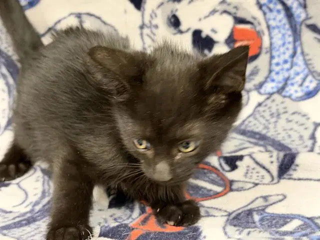 Kit Kat - Domestic Short Hair