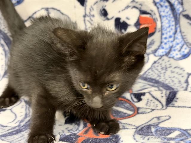 Kit Kat