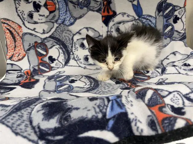 Baby Ruth - Domestic Short Hair