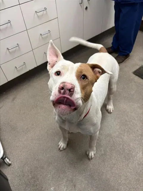 Jason - Pit Bull Terrier