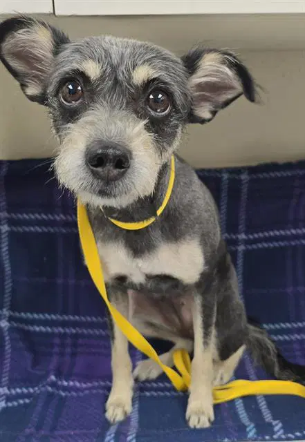 Unknown - Miniature Schnauzer