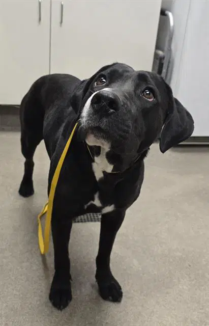Unknown - Labrador Retriever