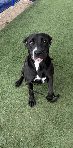 Unknown - Labrador Retriever