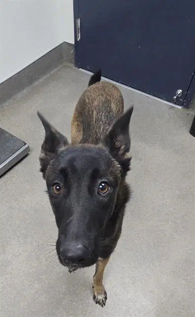 Unknown - Belgian Shepherd Malinois