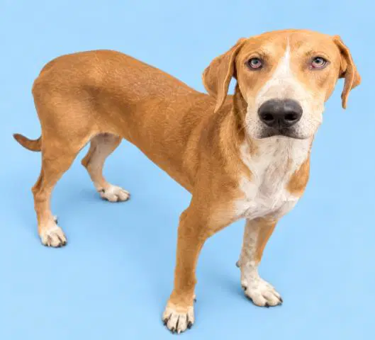 Copper - English Coonhound